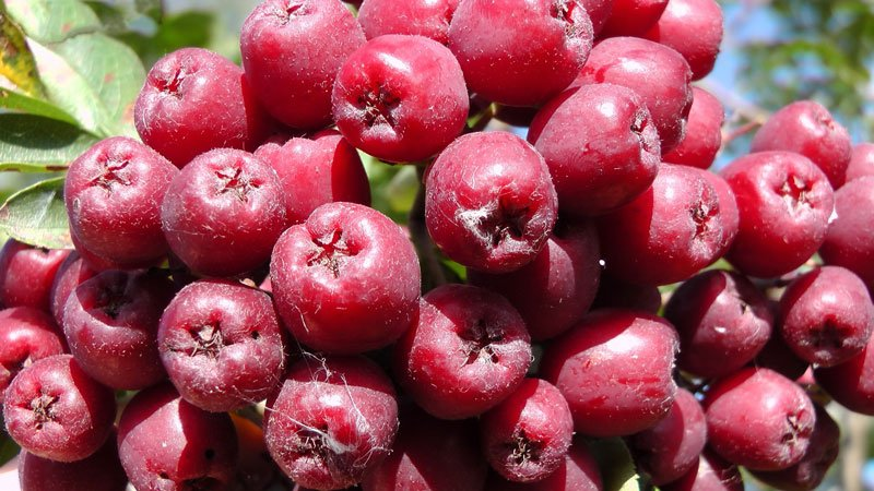 Превью изображения