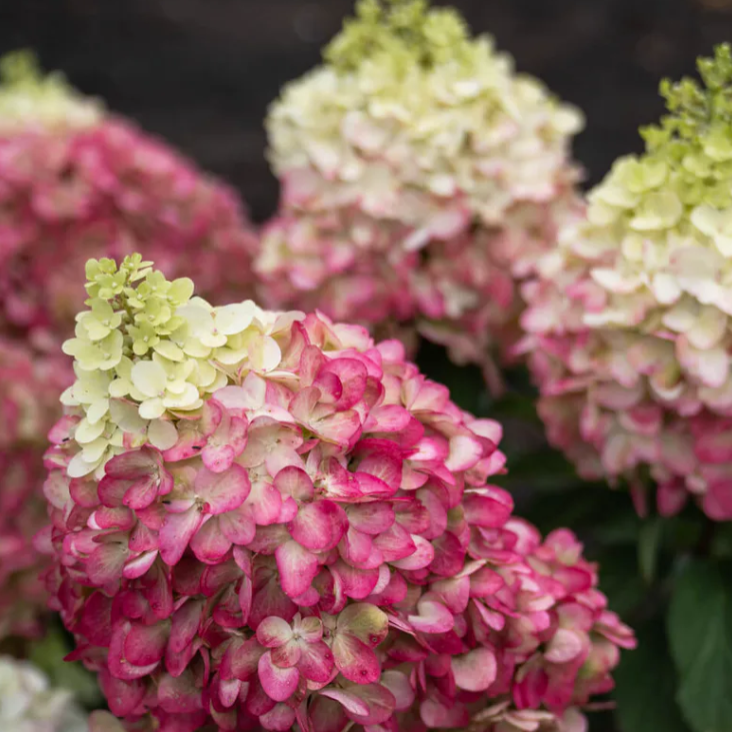 Превью изображения