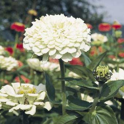 Превью изображения