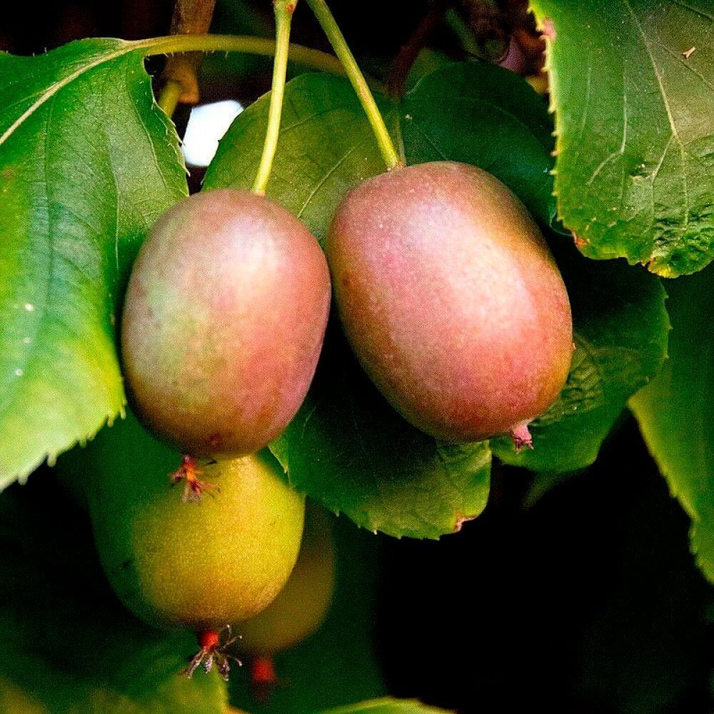 Превью изображения