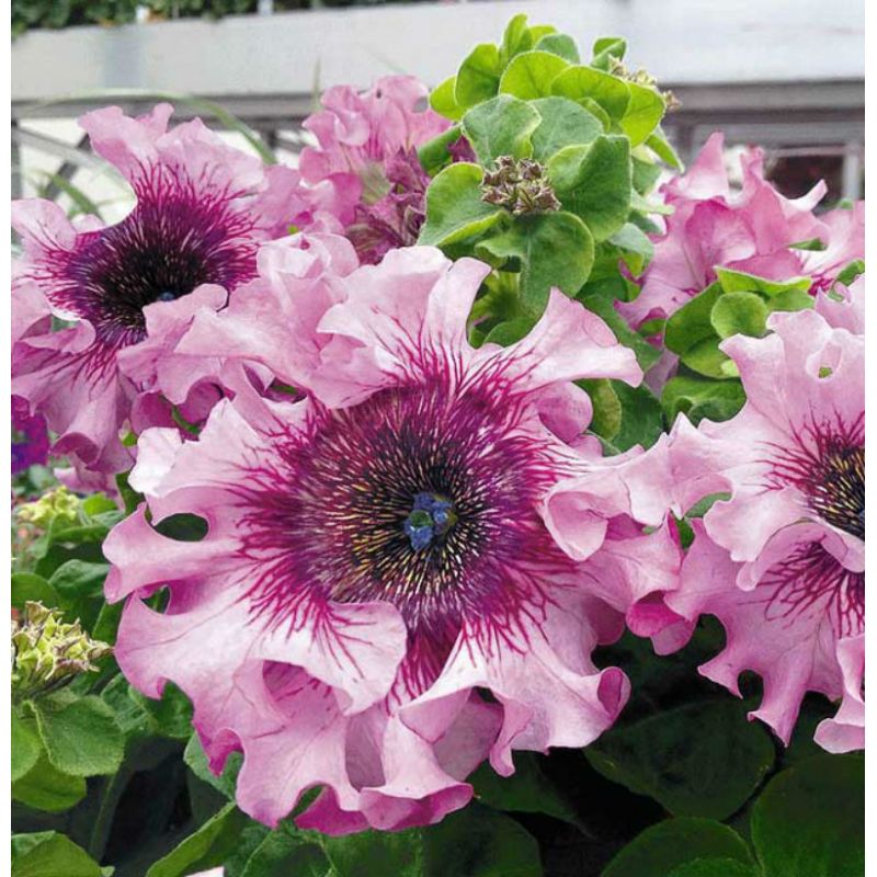 Превью изображения