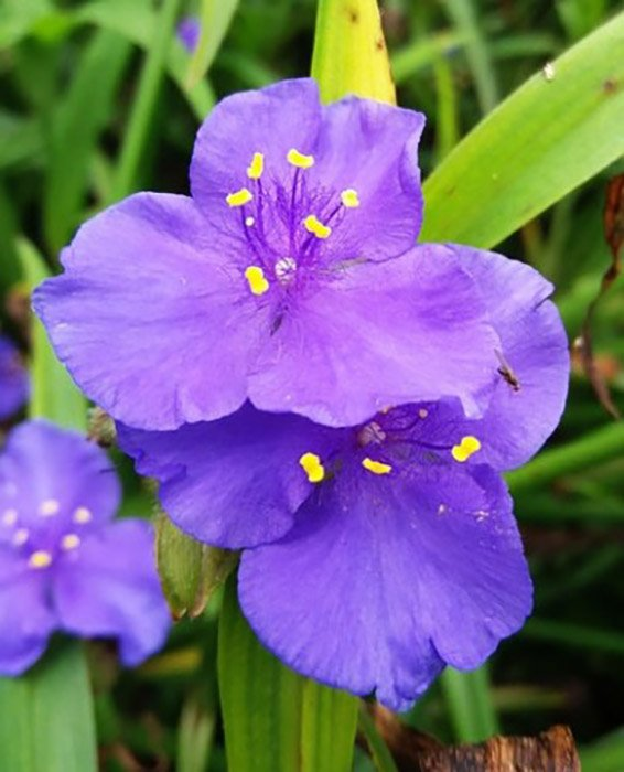 Превью изображения