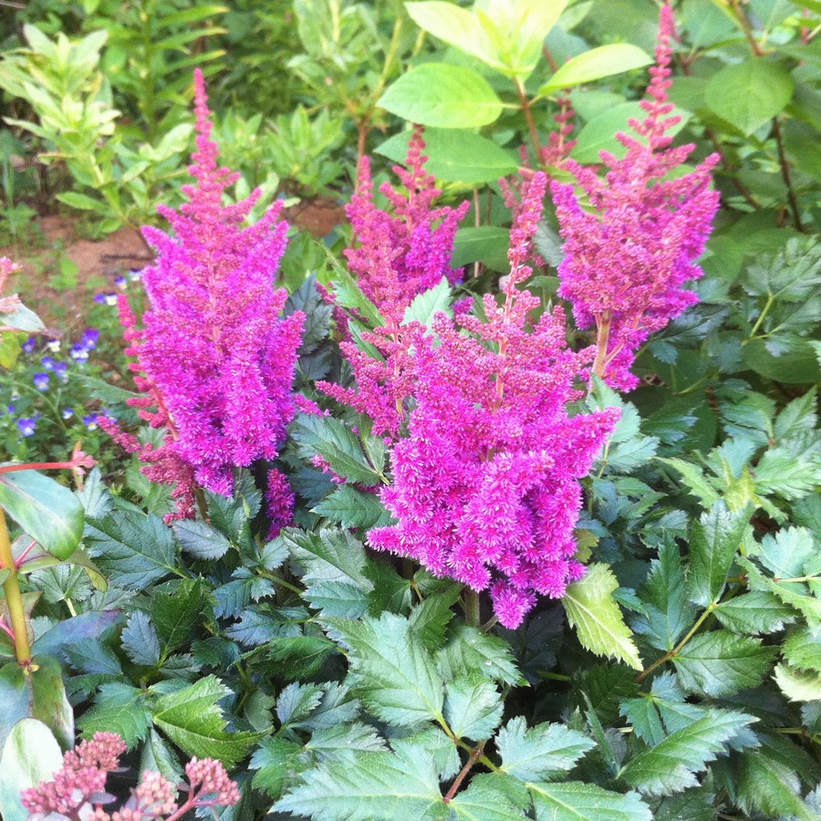 Превью изображения