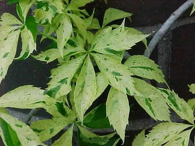 Превью изображения