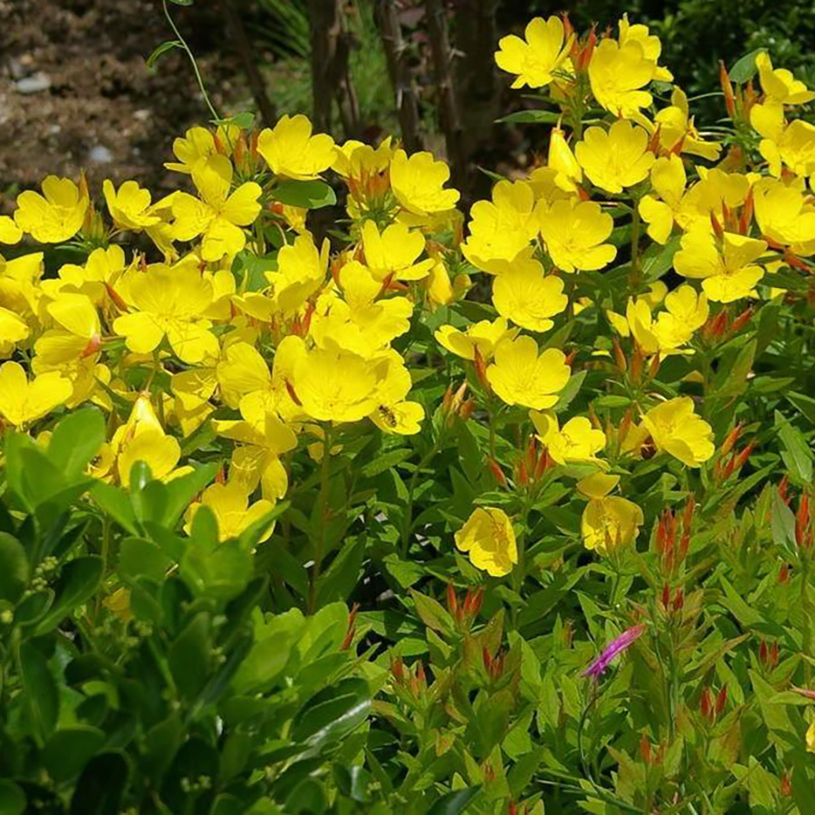 Превью изображения