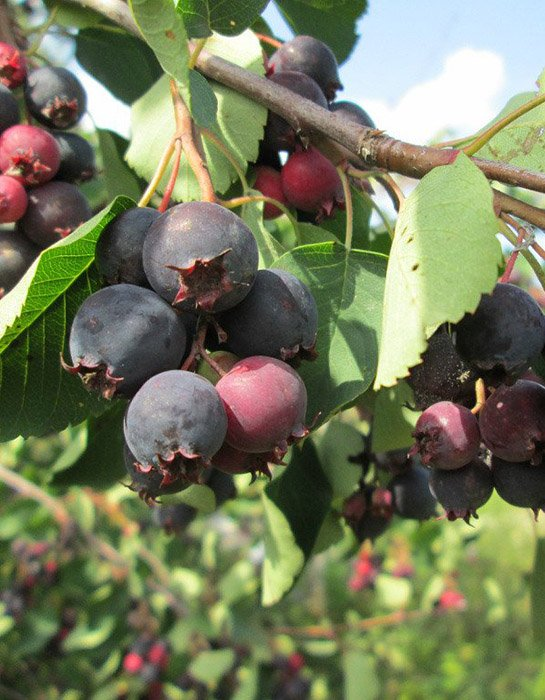 Превью изображения