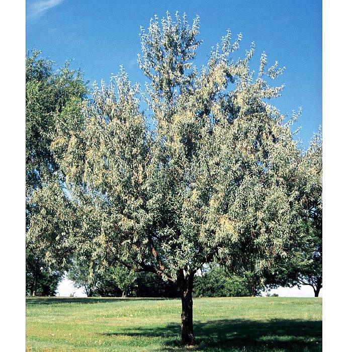 Превью изображения