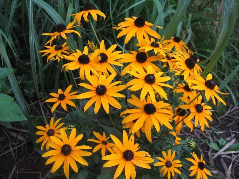 Превью изображения