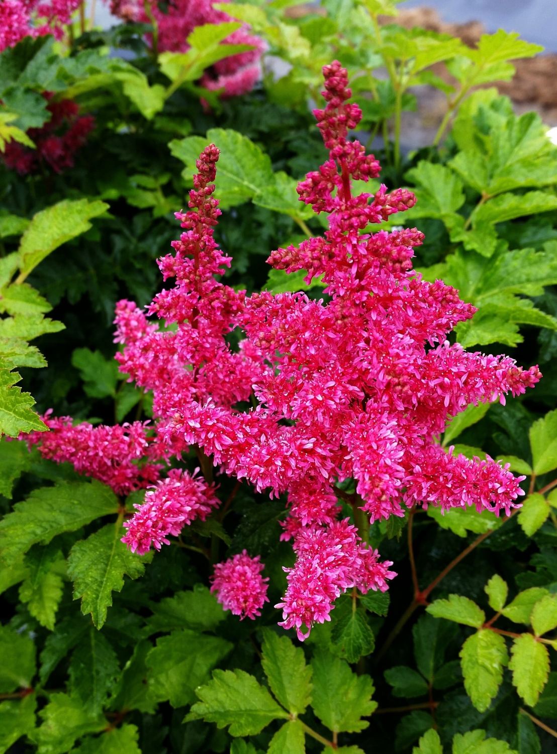 Превью изображения