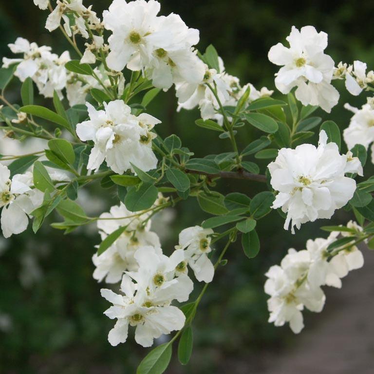 Превью изображения