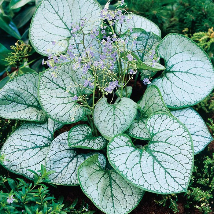 Превью изображения