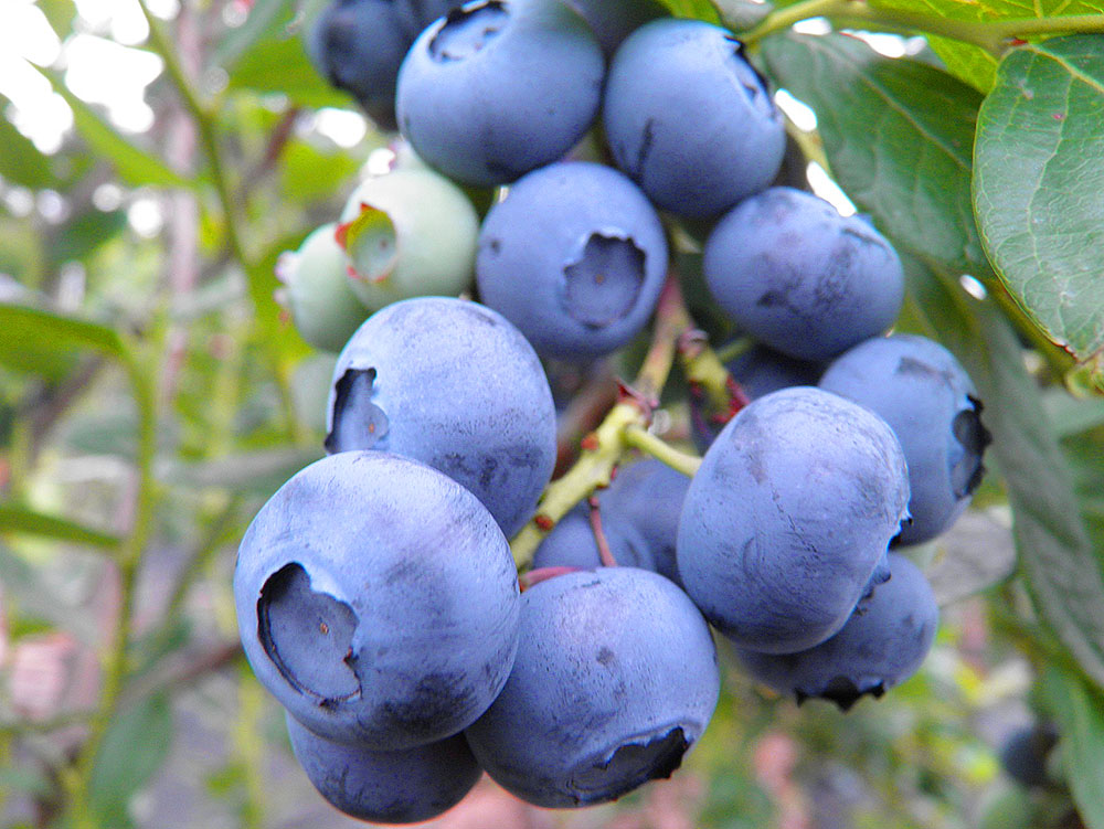 Превью изображения