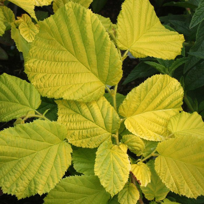 Превью изображения