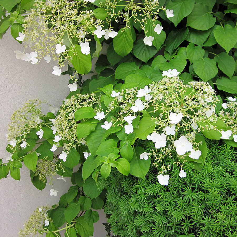 Превью изображения