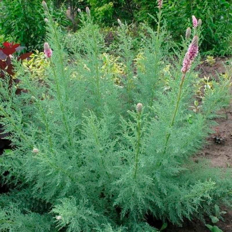 Превью изображения