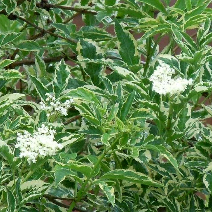 Превью изображения