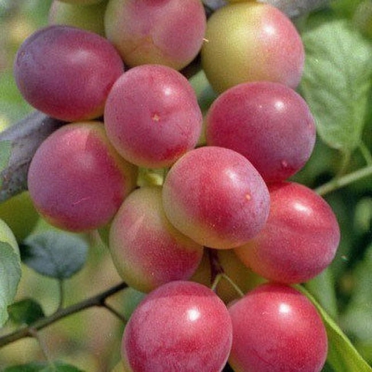 Превью изображения