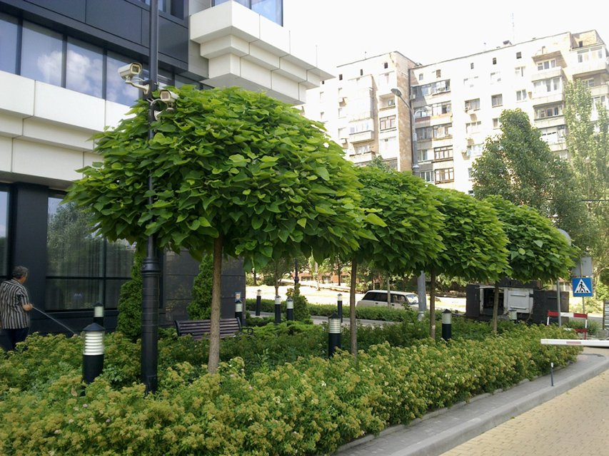 Превью изображения