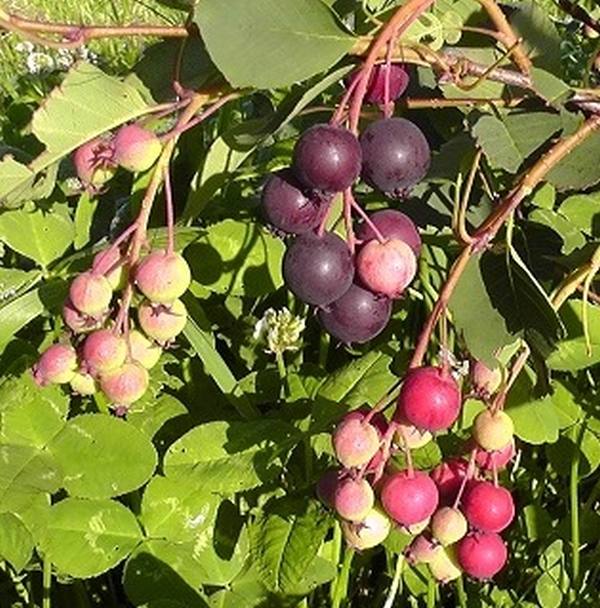 Превью изображения