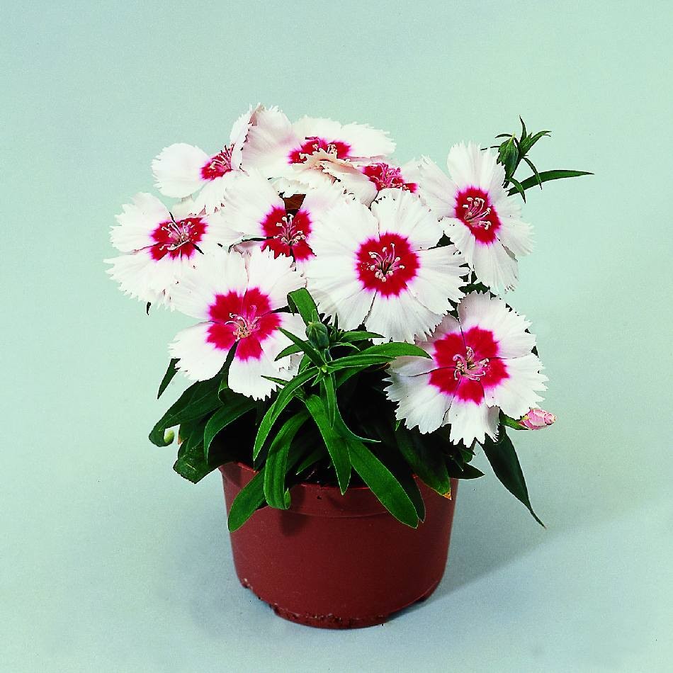 Превью изображения