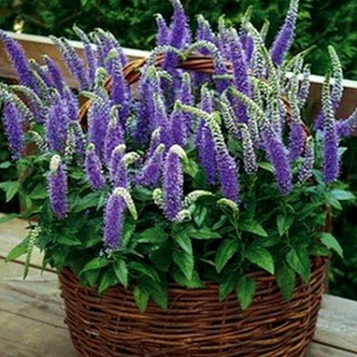 Превью изображения