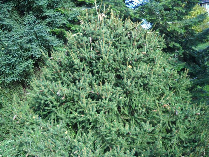 Превью изображения