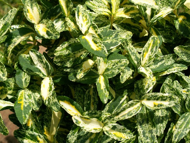 Превью изображения