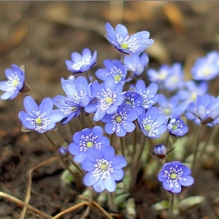 Превью изображения