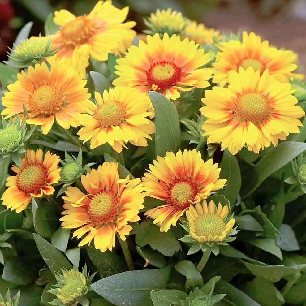 Превью изображения