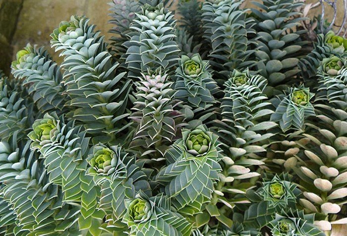 Превью изображения