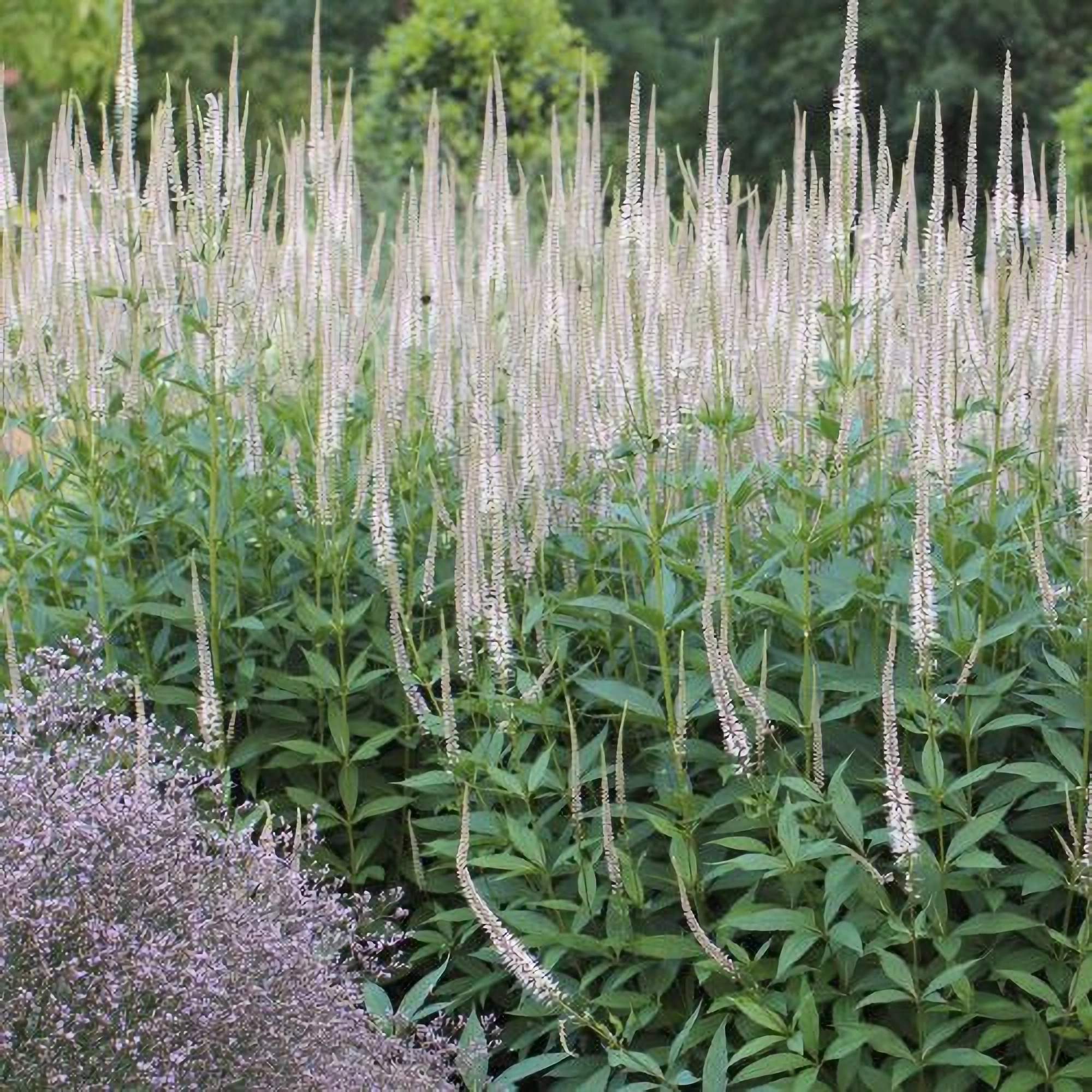 Превью изображения