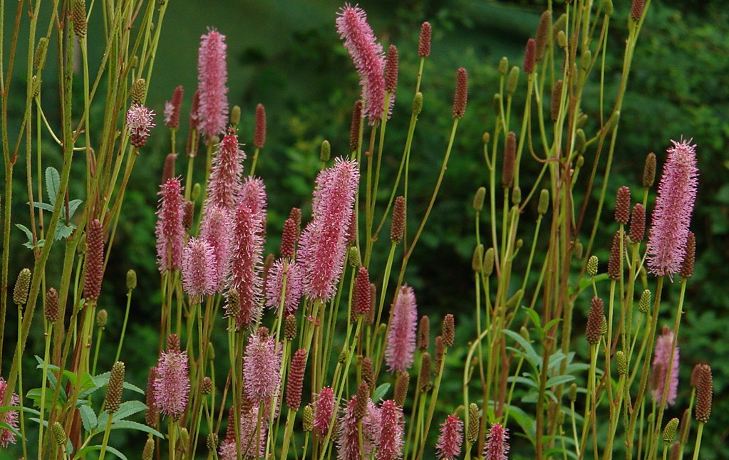 Превью изображения