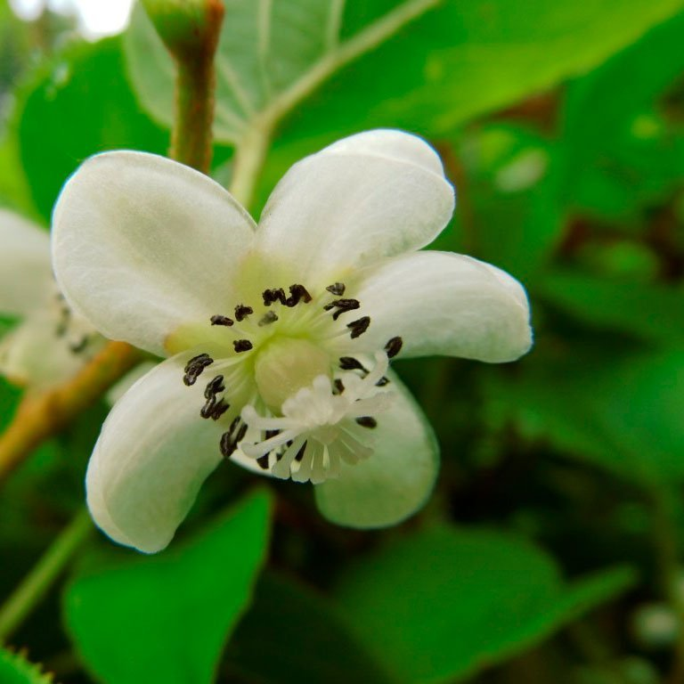 Превью изображения