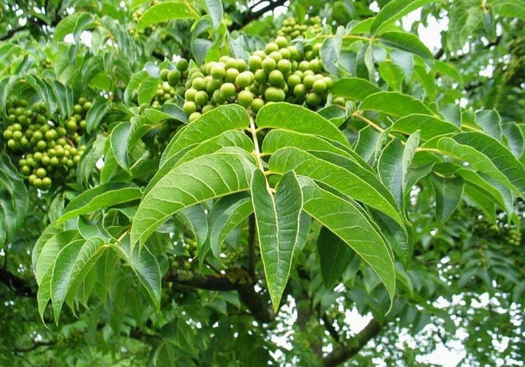 Превью изображения