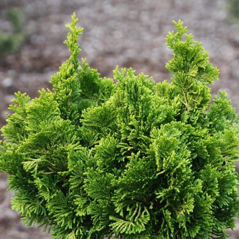 Превью изображения