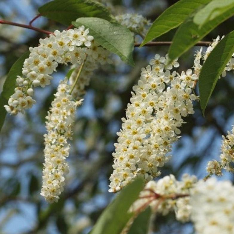 Превью изображения