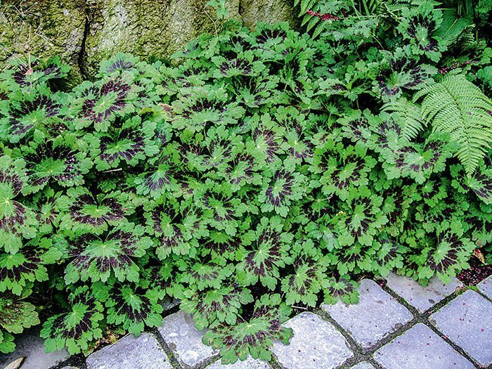 Превью изображения