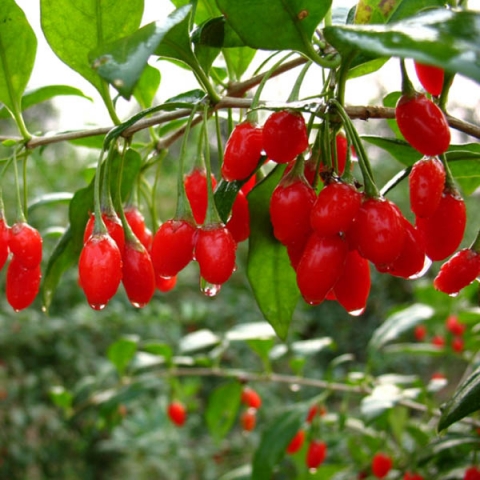 Превью изображения