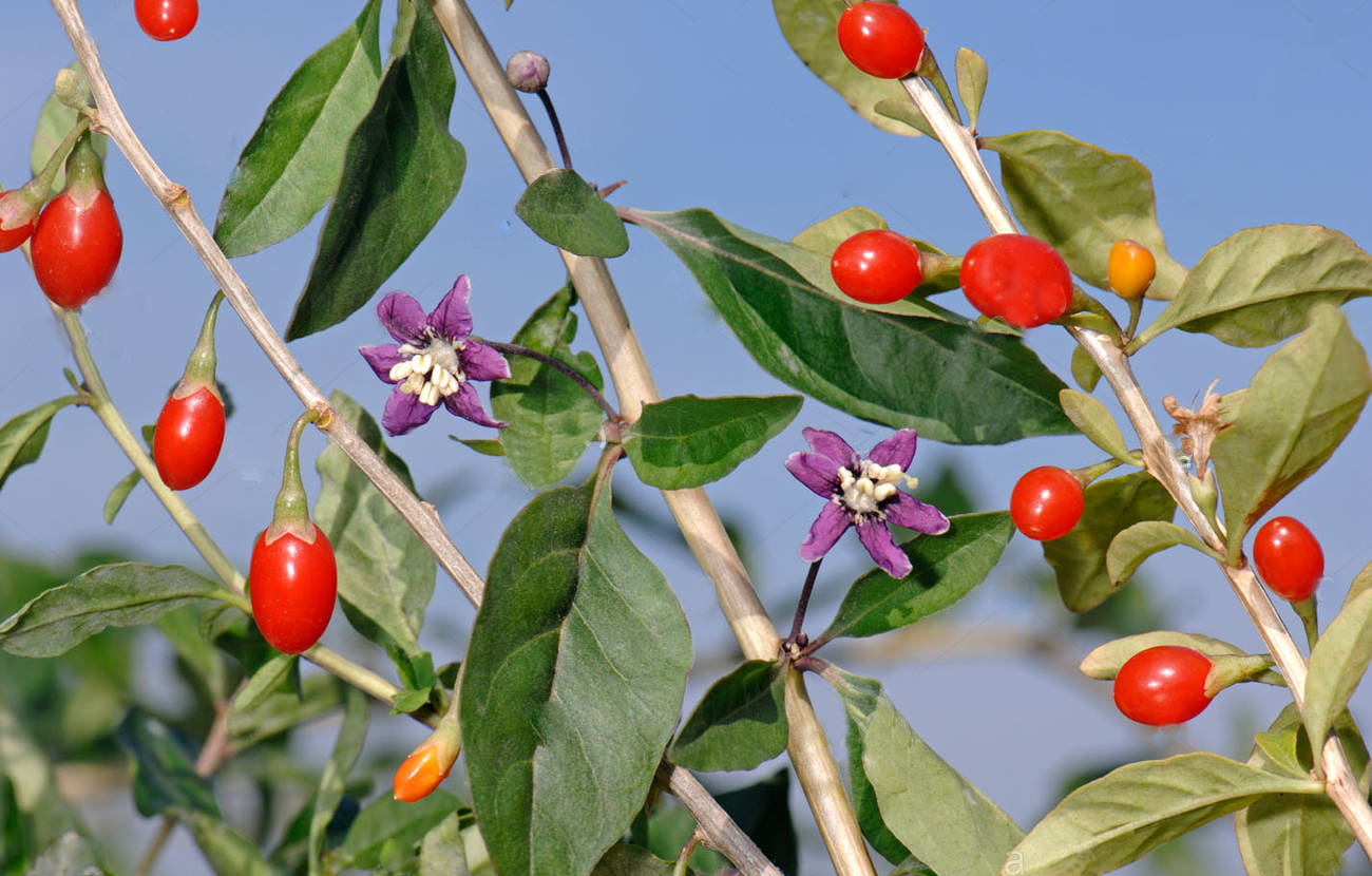 Превью изображения