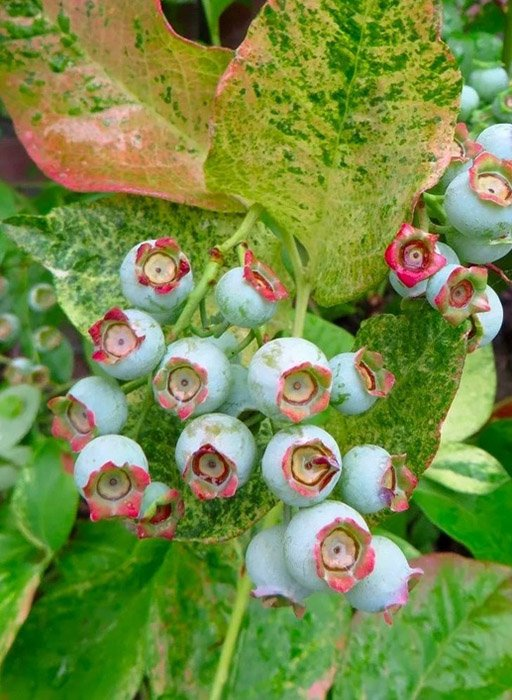 Превью изображения