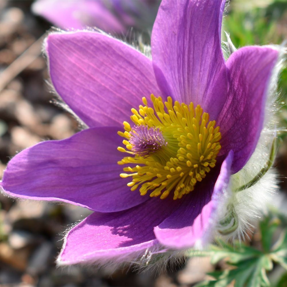 Превью изображения