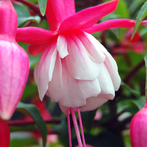 Превью изображения