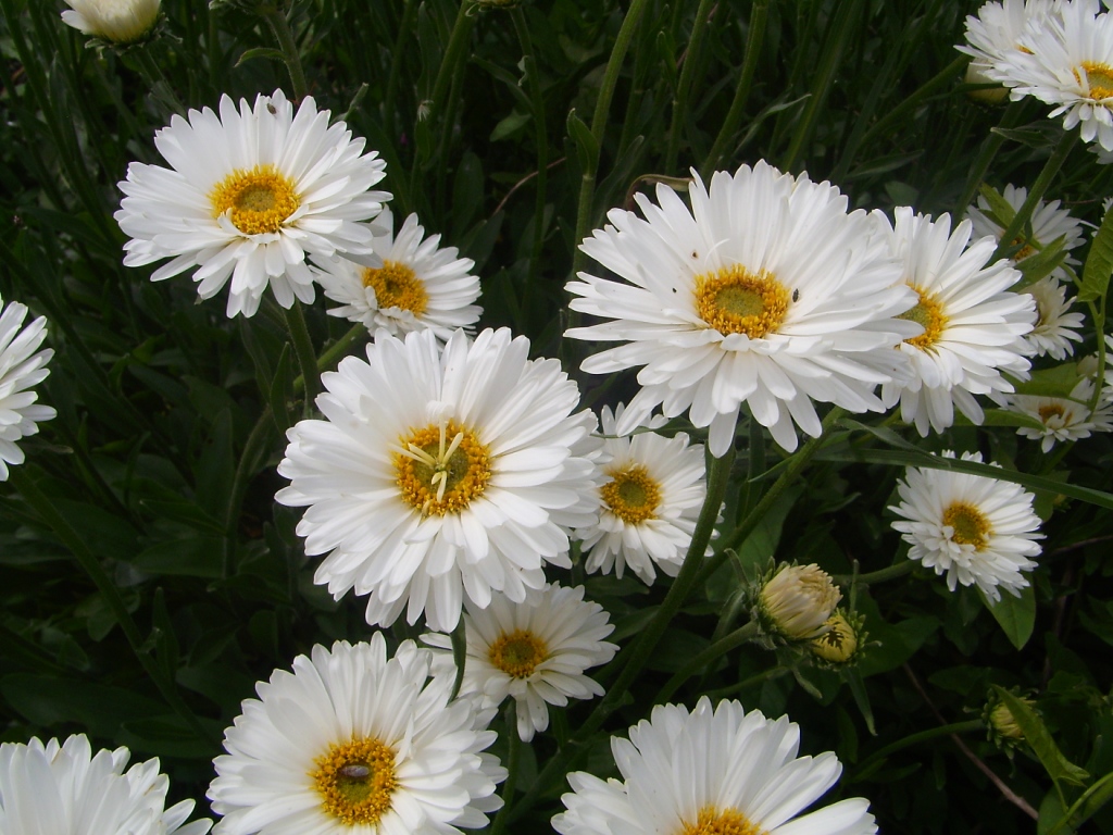 Превью изображения