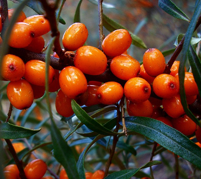 Превью изображения