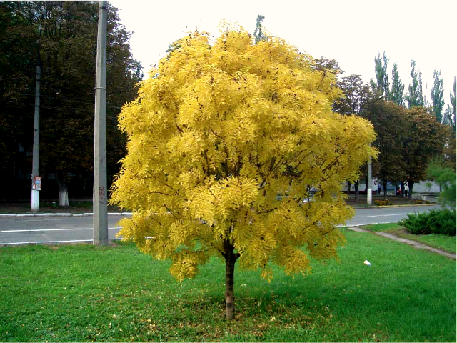 Превью изображения