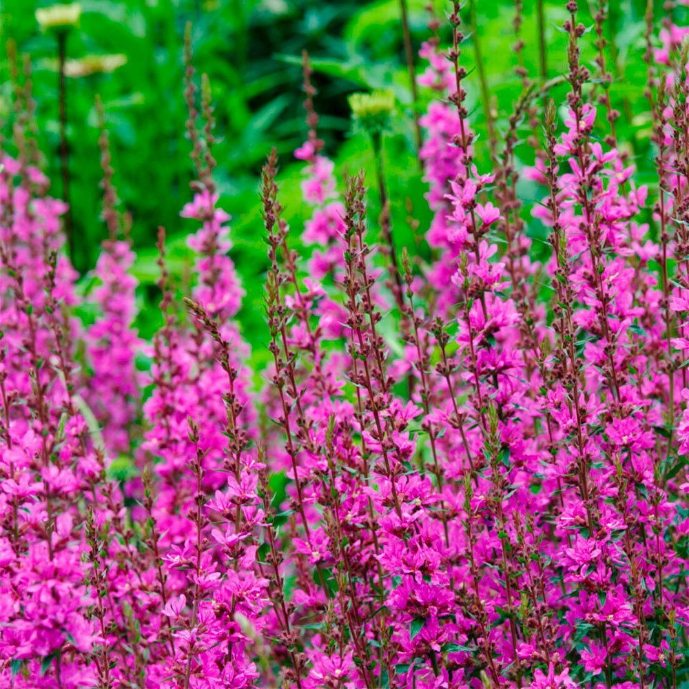 Превью изображения