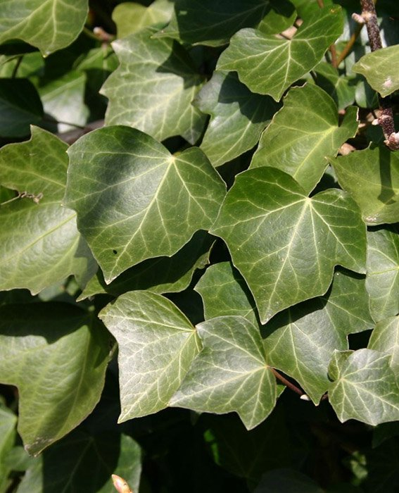 Превью изображения