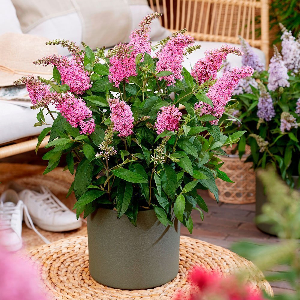 Превью изображения