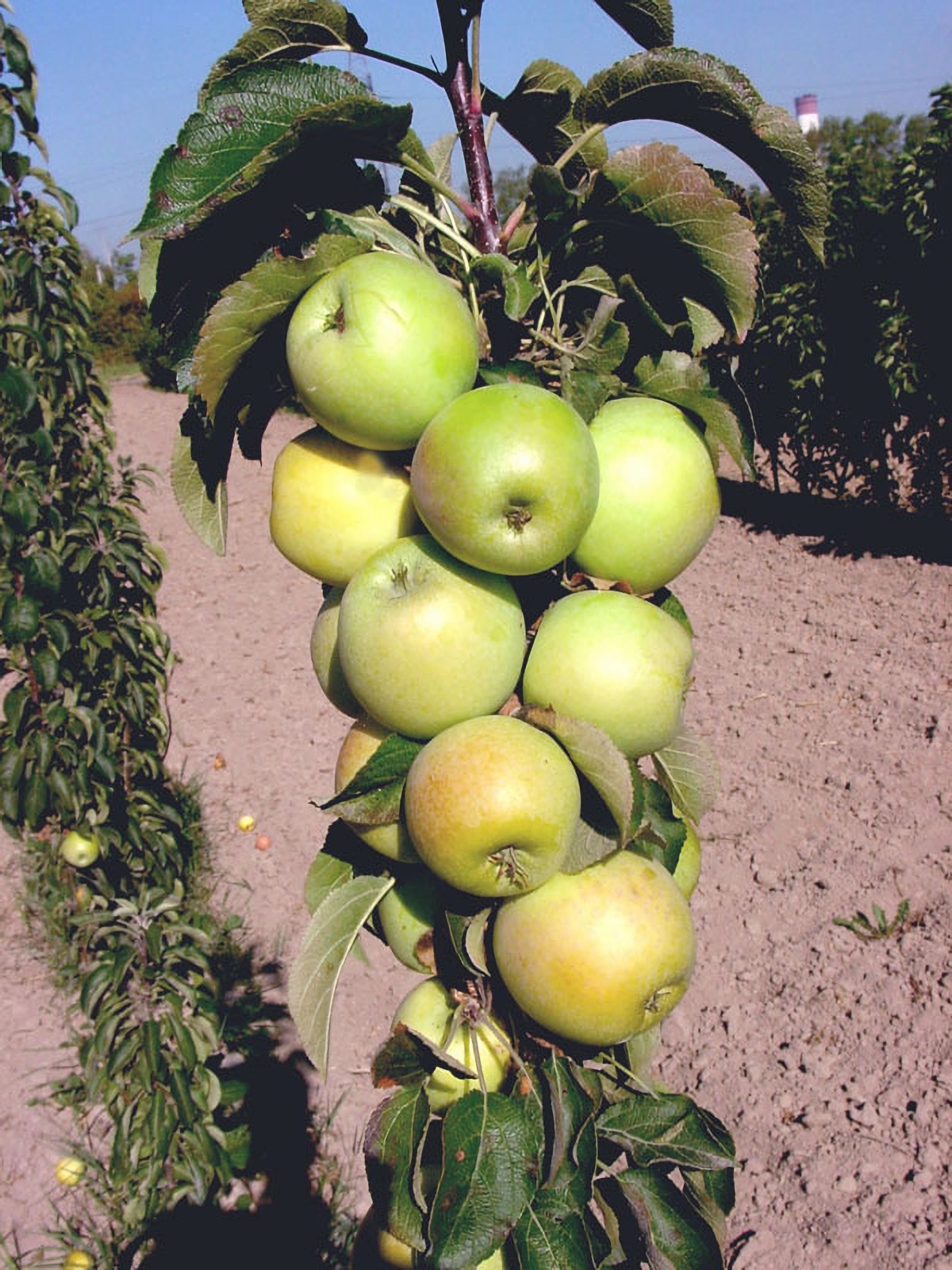 Превью изображения