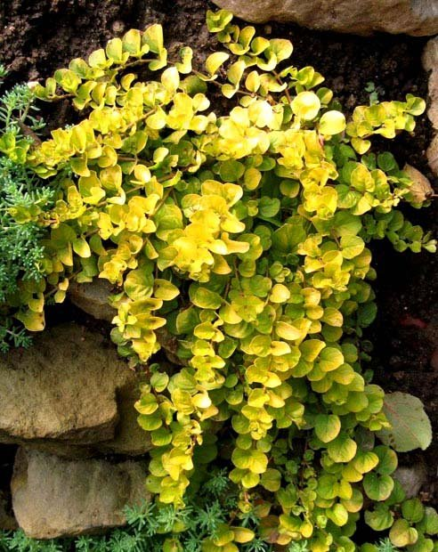 Превью изображения